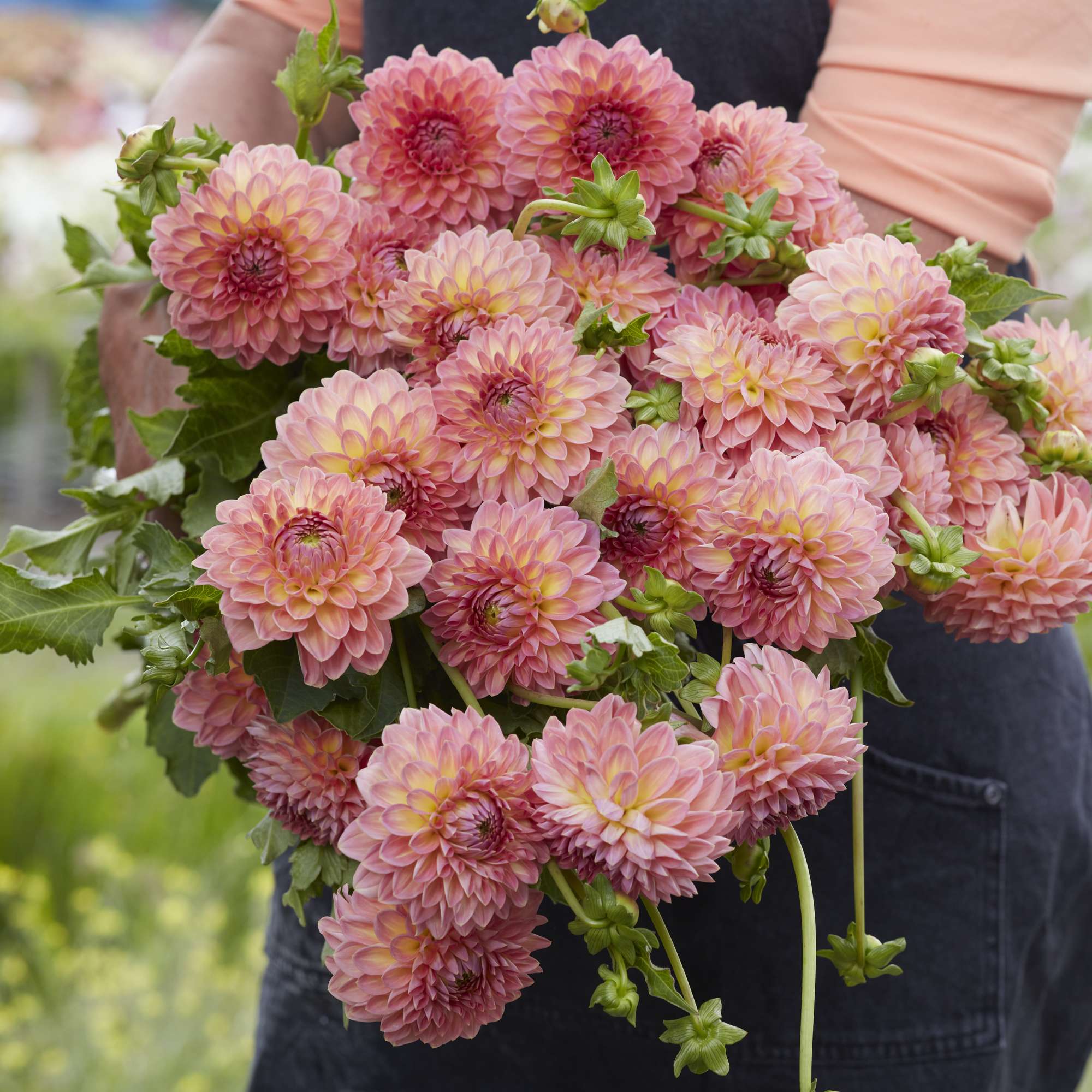 Dahlia 'Hillcrest Suffusion'